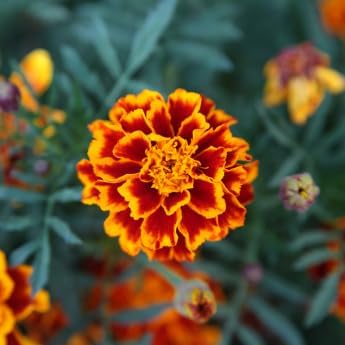 Marigold - Complete Seed Pod Plugs with Plant Food - 10 Pods for Hydroponic Gardens, Click and Grow, Lettuce Grow and Outdoor Gardens