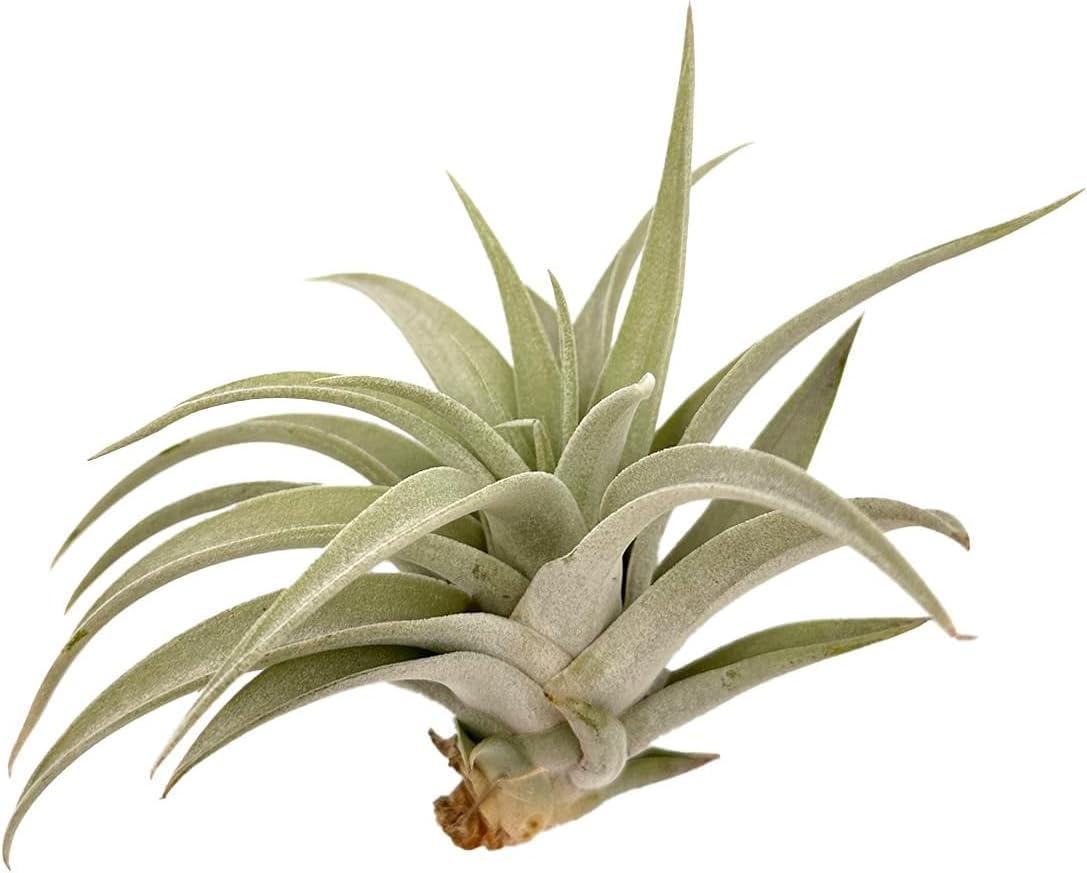 Air Plants - Flowering Tillandsia Harrisii, Large 3-5" - 2ct - Live Arrival Guaranteed - House Plants for Home Decor & Gift