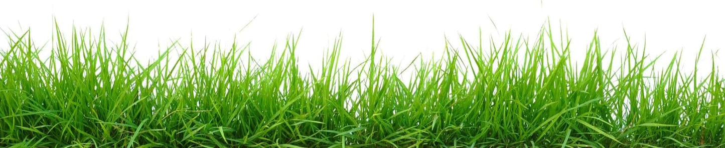 Brownie Brand Majestic Hulled Bermudagrass Seed | Premium Turf Grass for Dense, Drought-Resistant Lawns | Fast-Growing, Heat-Tolerant, Certified Seed for High-Traffic Areas. (10 Pound)