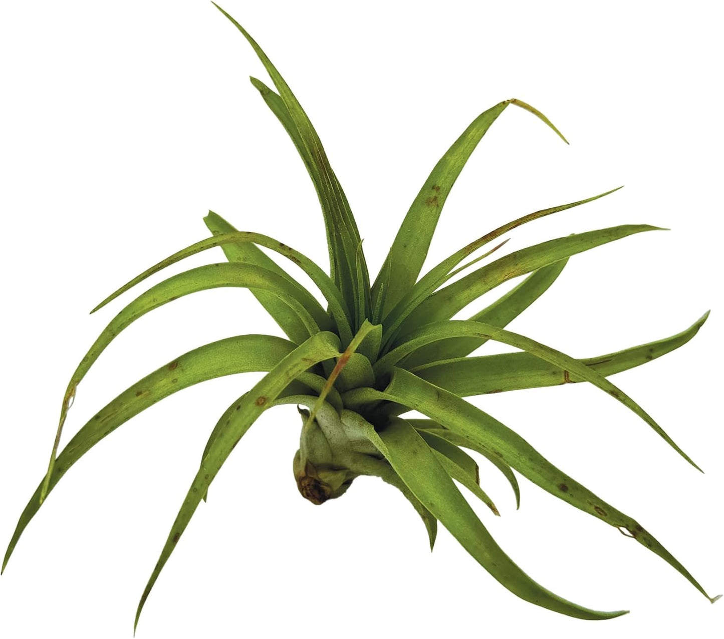 Air Plants - Tillandsia Brachycaulos Multiflora, Jumbo 5-7" - 5 ct - Live Arrival Guaranteed - House Plants for Home Decor & Gift