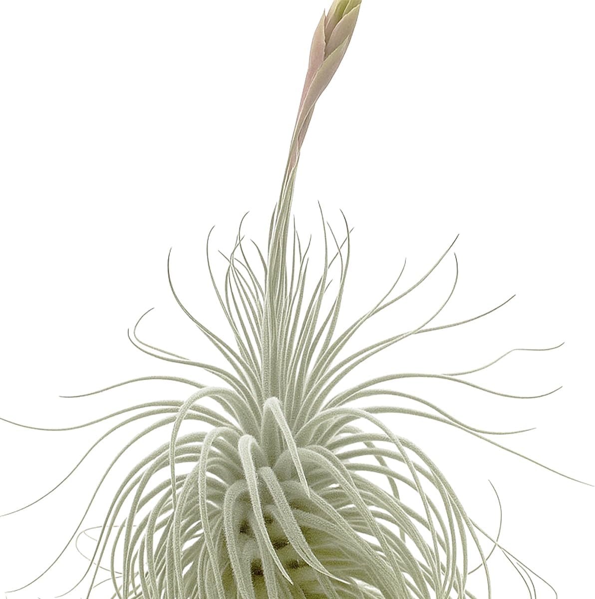 Live air Plant - Tillandsia Tectorum Air Plant 4-6" – 2ct – Unique Shape with Silvery Fuzz – Low Maintenance Houseplant – Perfect for Decor, Terrariums, Gifts - Live Arrival Guaranteed