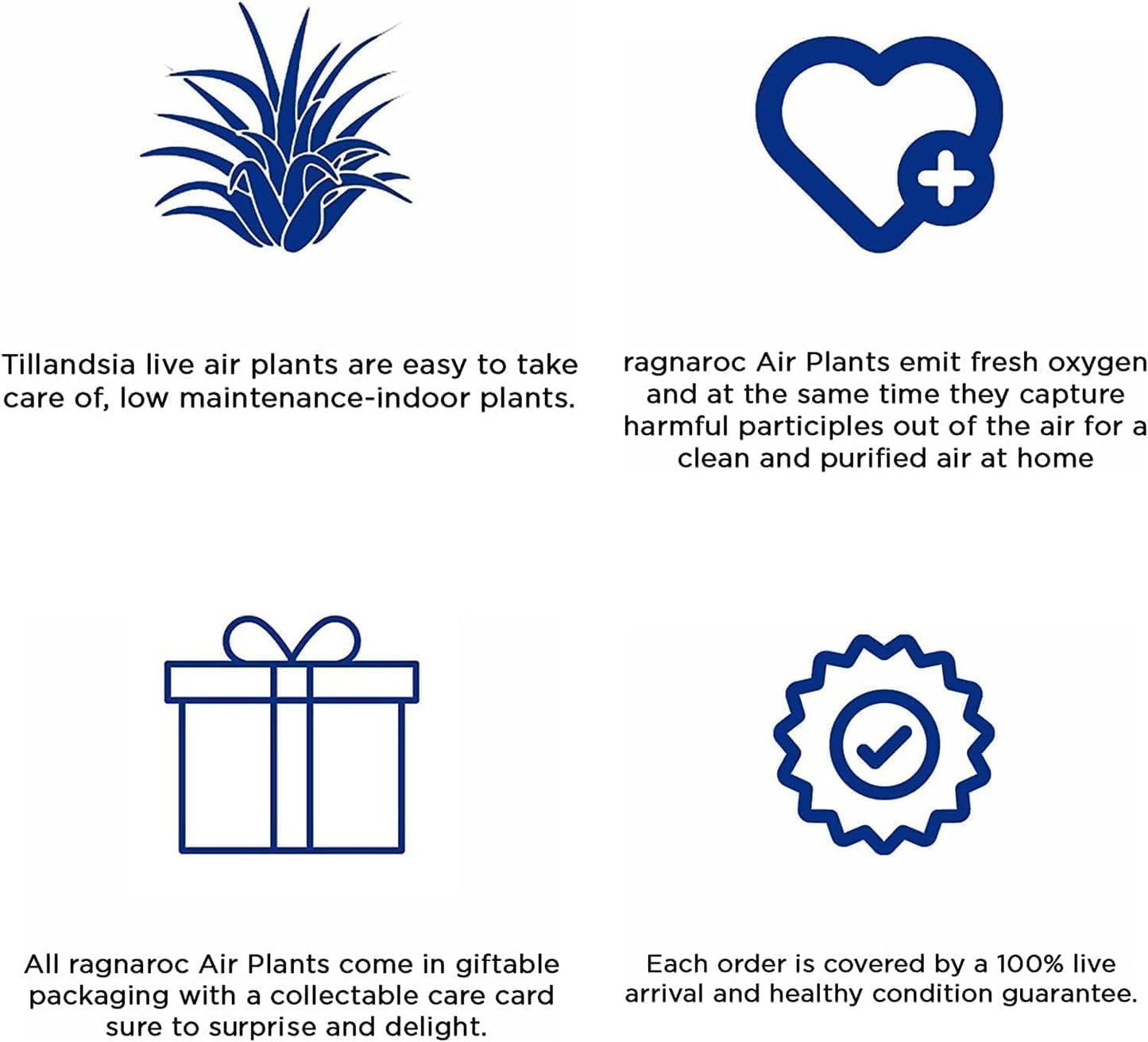 Live Air Plants – Tillandsia Araujei, Large 5” – 1ct – Live Arrival Guaranteed – House Plants for Home Décor & Gift