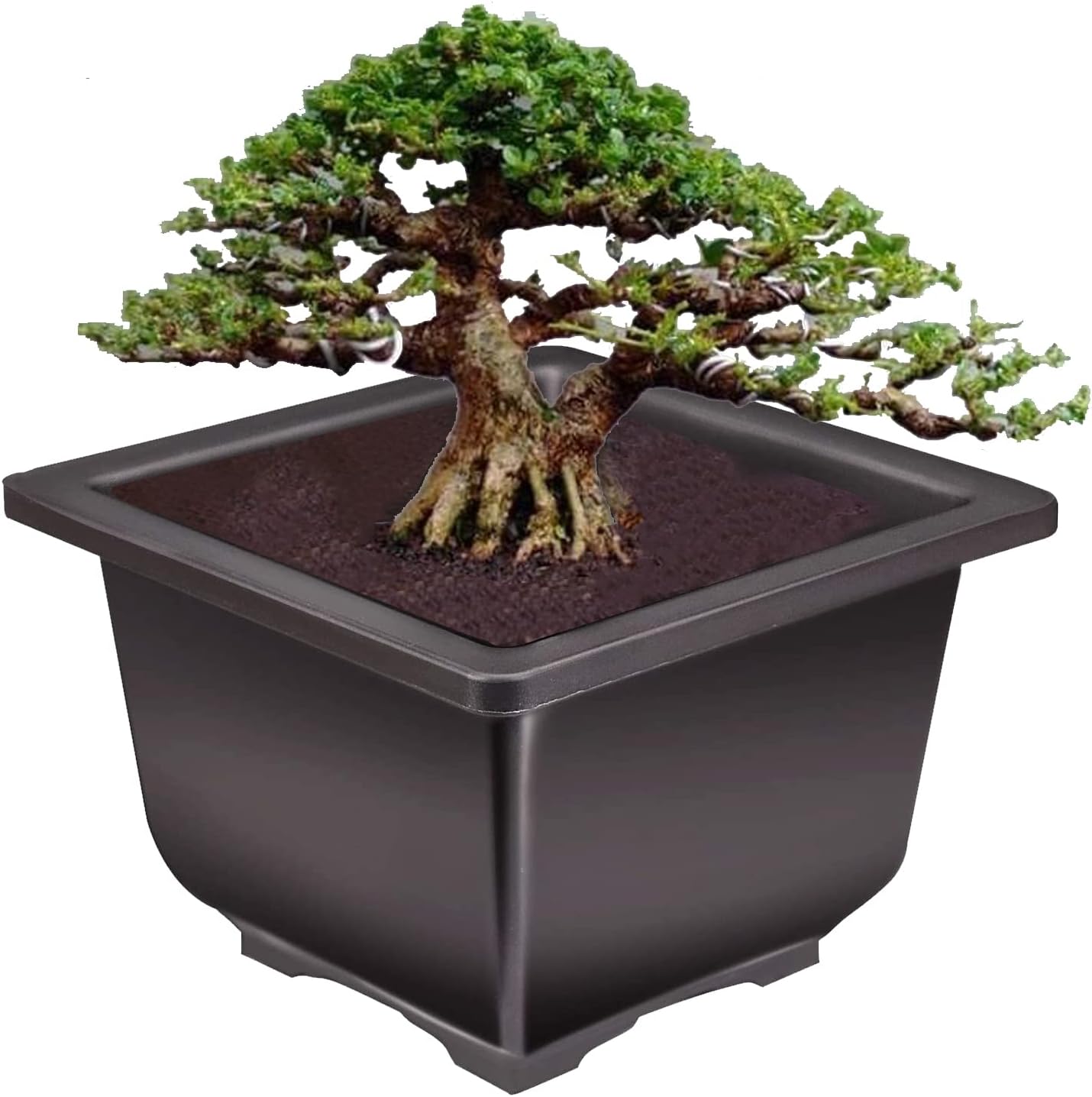 KINJOEK 15 PCS 5.1 Inch Plant Pot, Square Plastic Bonsai Training Pots, Flower Succulent Pots Container for Garden, Indoor, Home Decorative