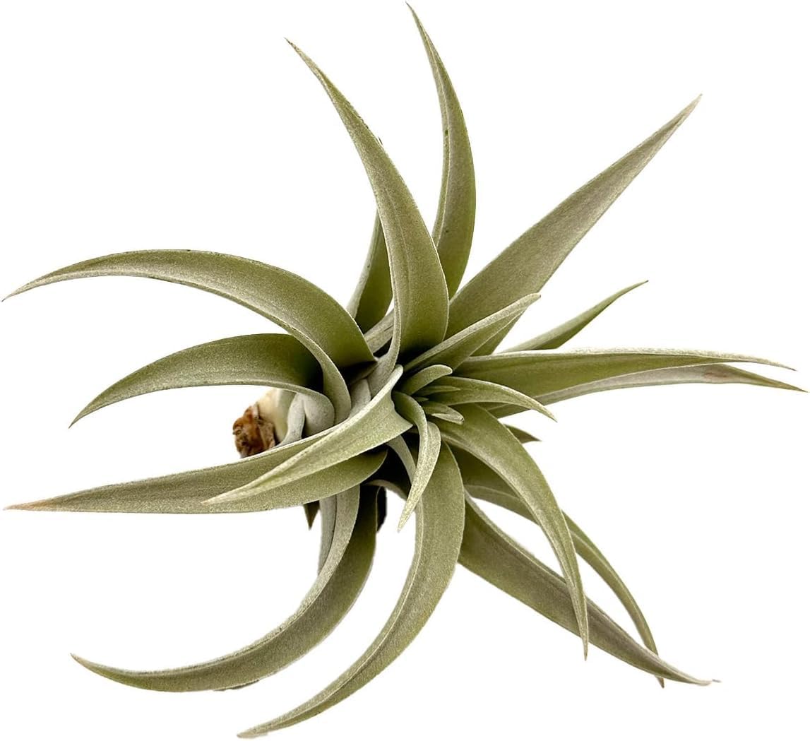 Air Plants - Flowering Tillandsia Harrisii, Large 3-5" - 1ct - Live Arrival Guaranteed - House Plants for Home Decor & Gift