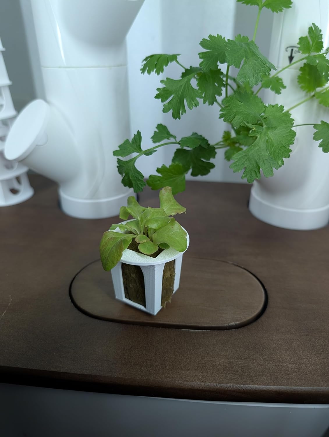 Grow Cubes for Hydroponic System/Compatible with Gardyn (10 Cubes+Rockwool)