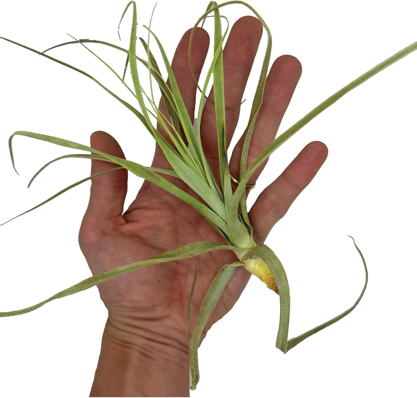 Air Plants - Tillandsia Straminea Jumbo 6-9" - 5ct - Live Arrival Guaranteed - House Plants for Home Decor & Gift