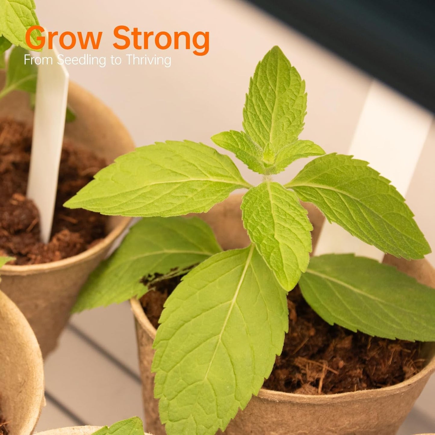 Plant Shelf with Grow Light, Metal Plant Stand with Adjustable Rack and Wheels, 5 Pack T8 Full Spectrum Grow Light Strip for Indoor Plants, Seed Starting, Seed Tray, 35.4"x13.8"x71"