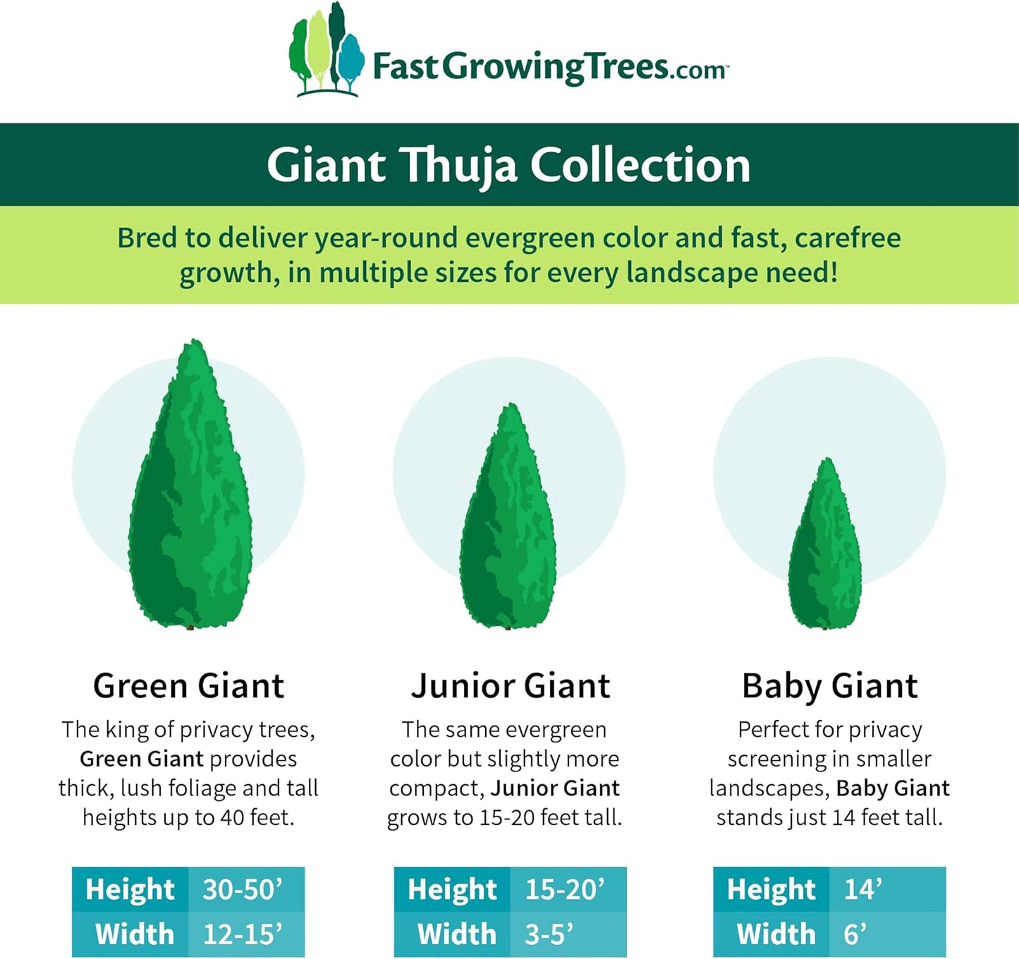 Brighter Blooms - Junior Giant Thuja Tree, 3-4 ft. - No Shipping to AZ