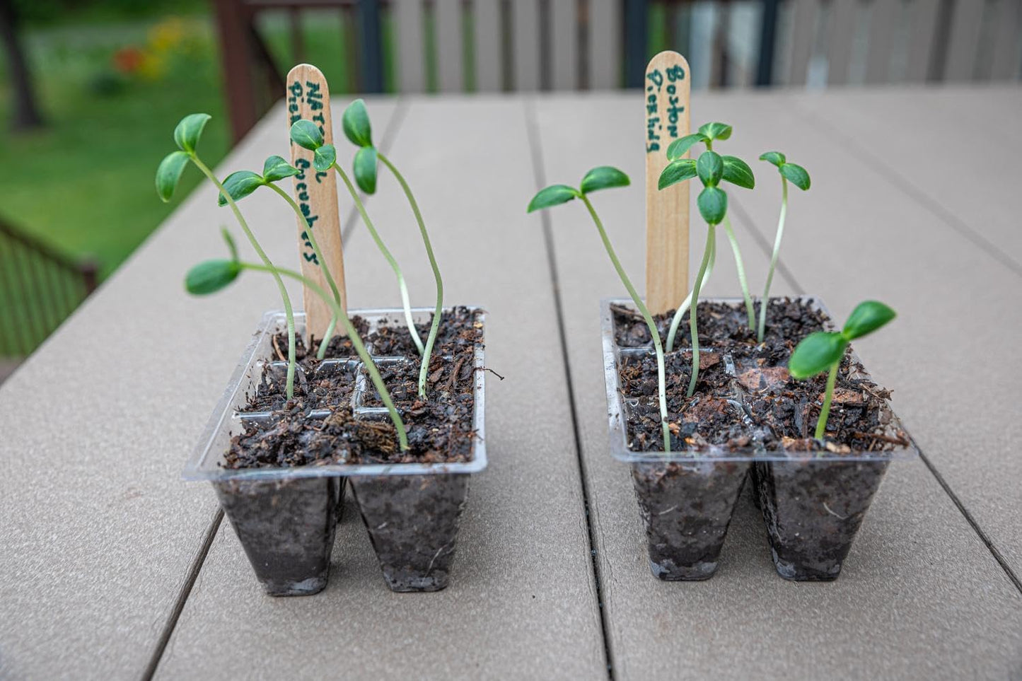 Gardzen 30 Pack 6-Cell Seed Starting Tray for Seedlings, Plant Starter Trays with Drainage Holes for Seed Germination, 5.4x3.7 inches, Clear