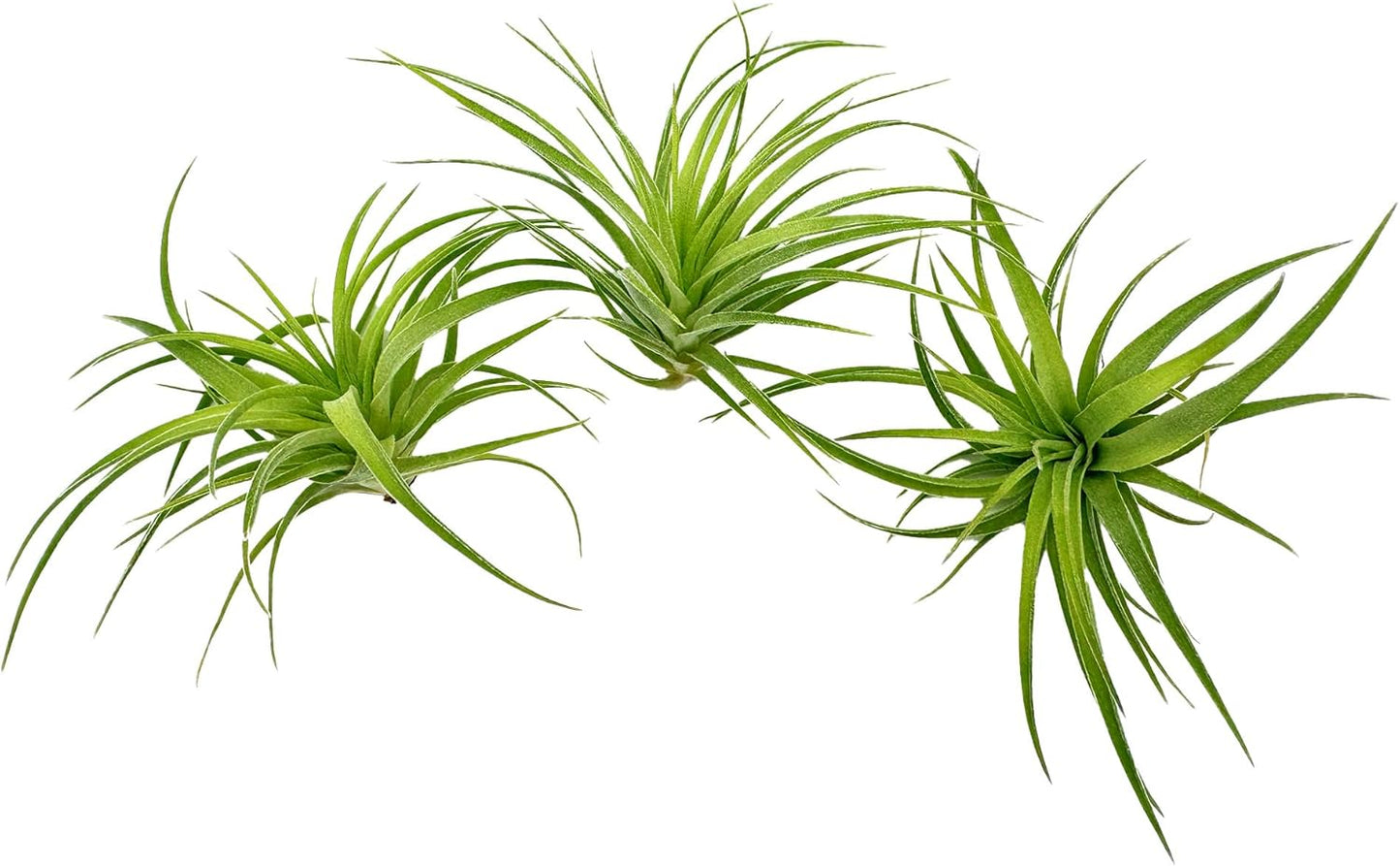 Live Air Plants - Tillandsia Geminiflora 1-3" - 3ct – ragnaroc Live Indoor Plant - Live Arrival Guaranteed - House Plants for Home Decor & Gift
