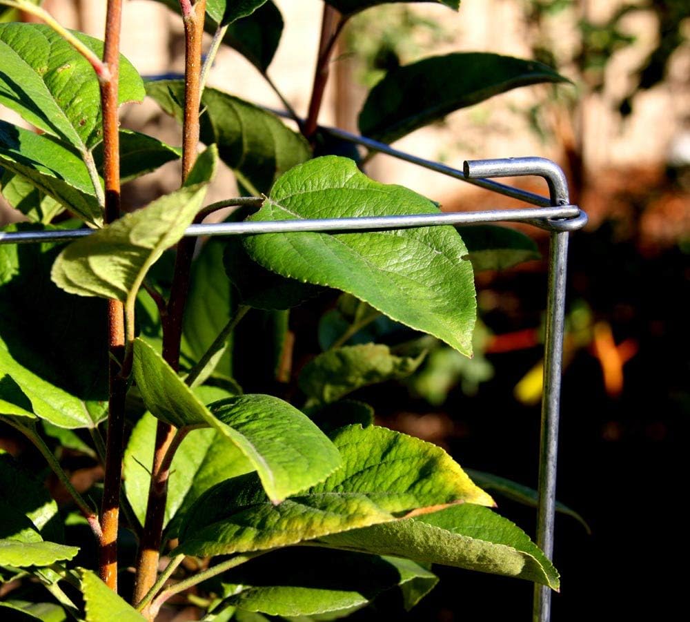 Galvanized Square Folding Tomato Cage Plant Support Stake Tower 12 inch by 46 inch, Pack of 5 Sets(