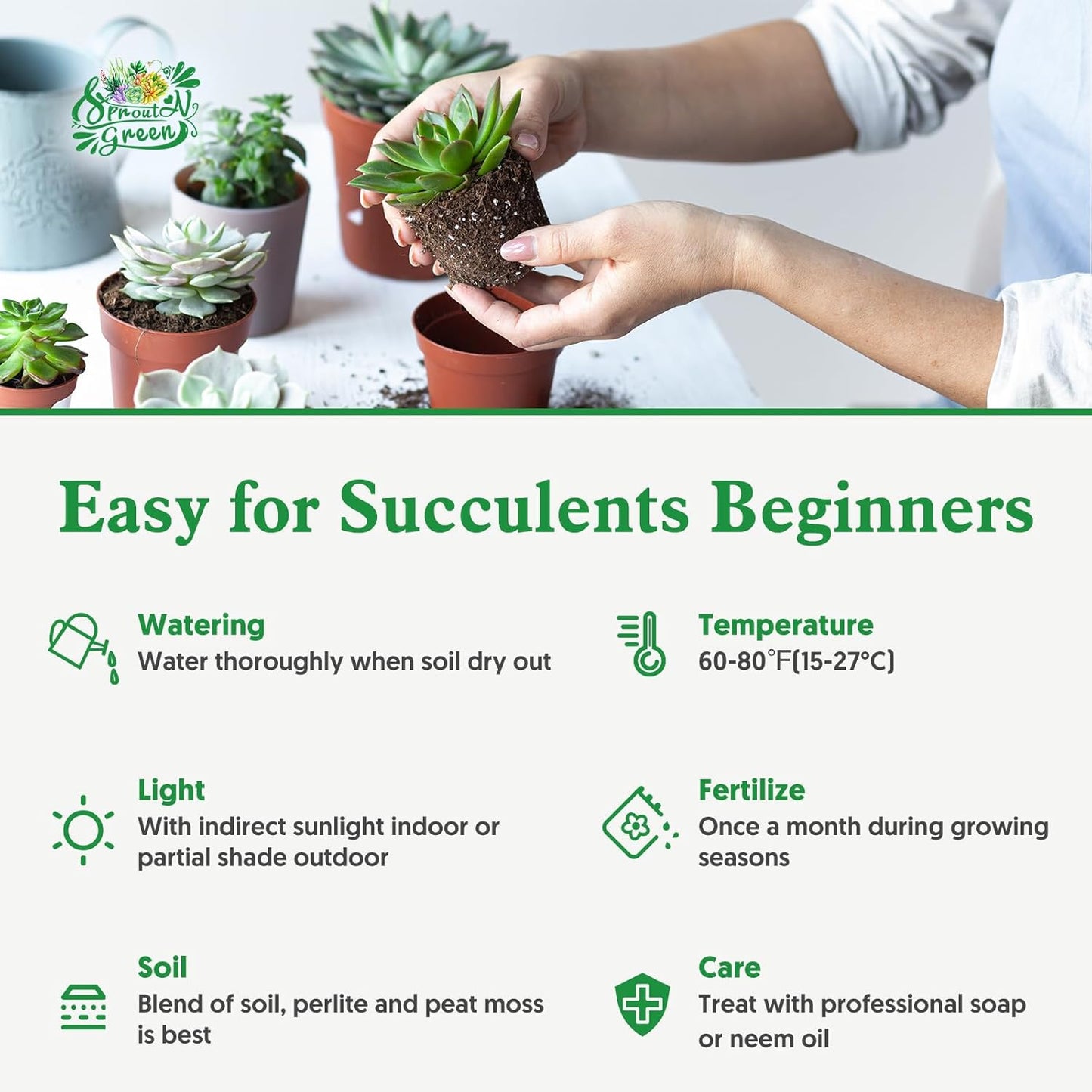 Sprout N Green Crassula Rupestris with 2 inch Starter Pot, Rare Live Succulent Plant Fully Rooted, Home Office Indoor Outdoor Wedding Decoration DIY Projects Party Favor