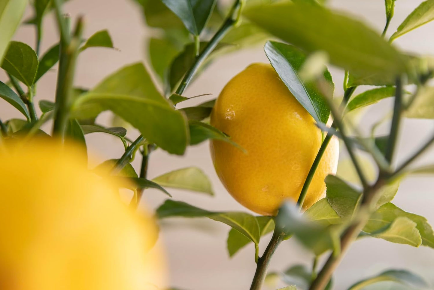 Meyer Lemon Gift Tree, Dwarf Fruit Tree with Sweet Juicy Lemons, Live Indoor and Outdoor Citrus Plant, Housewarming Gift by The Magnolia Company, No Shipping to TX, LA, AZ, AL, CA