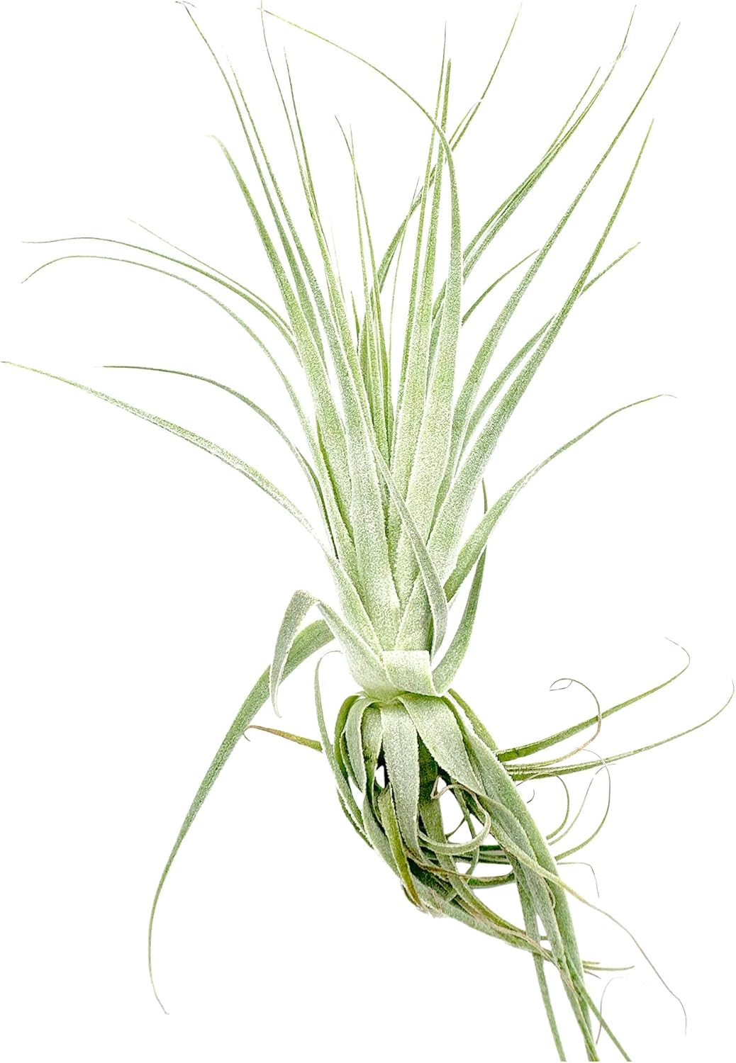Live Air Plant - Tillandsia Gardneri 5-7” - 5ct - ragnaroc Rare Collectors Indoor Tropical Plant - Live Arrival Guaranteed - House Plants for Home Decor & Gift