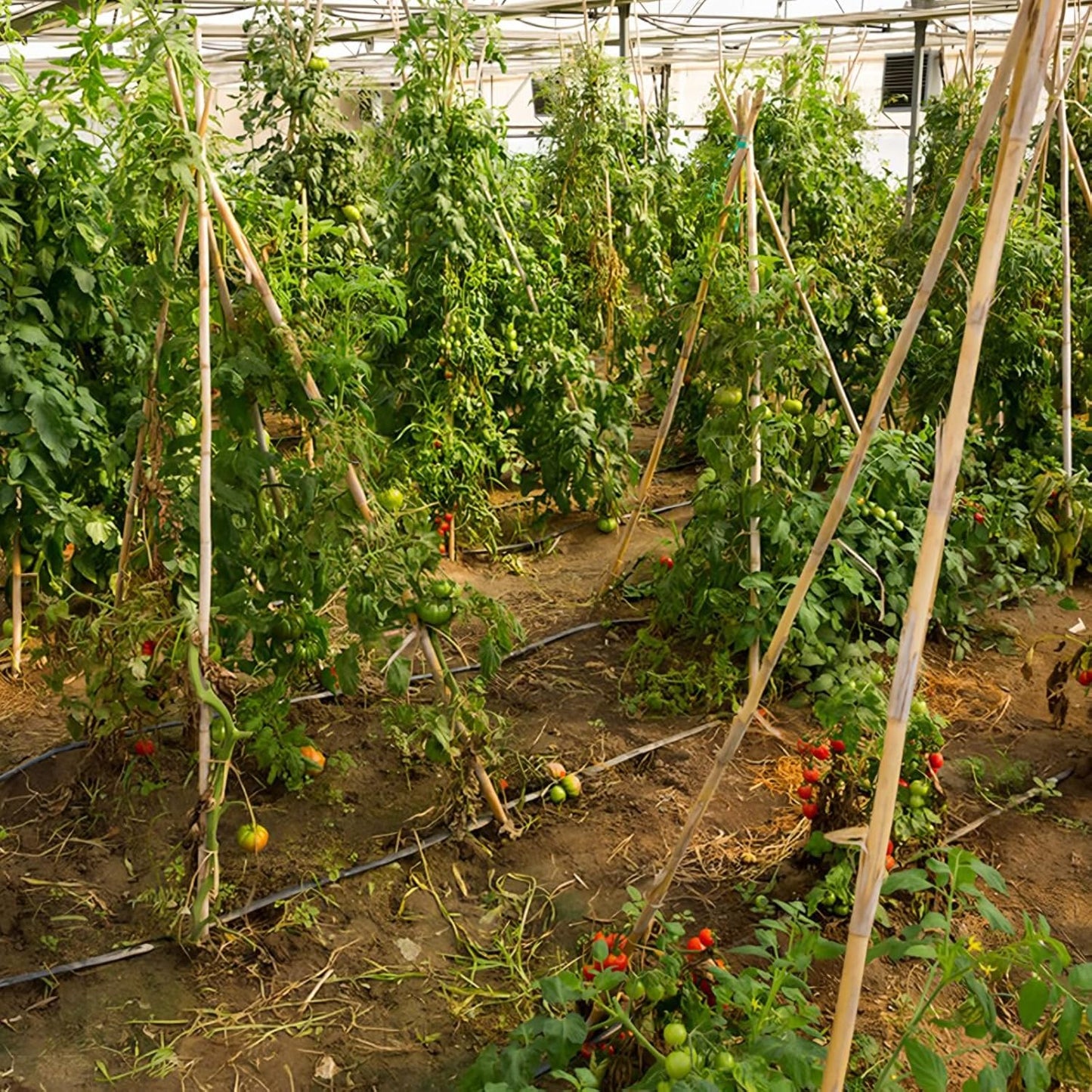 Plant Stakes, 3FT Natural Bamboo Garden Stakes, 25Pcs Bamboo Plant Stakes,Bamboo Sticks for Tomato,Beans,Vegetable and Climbing Plants