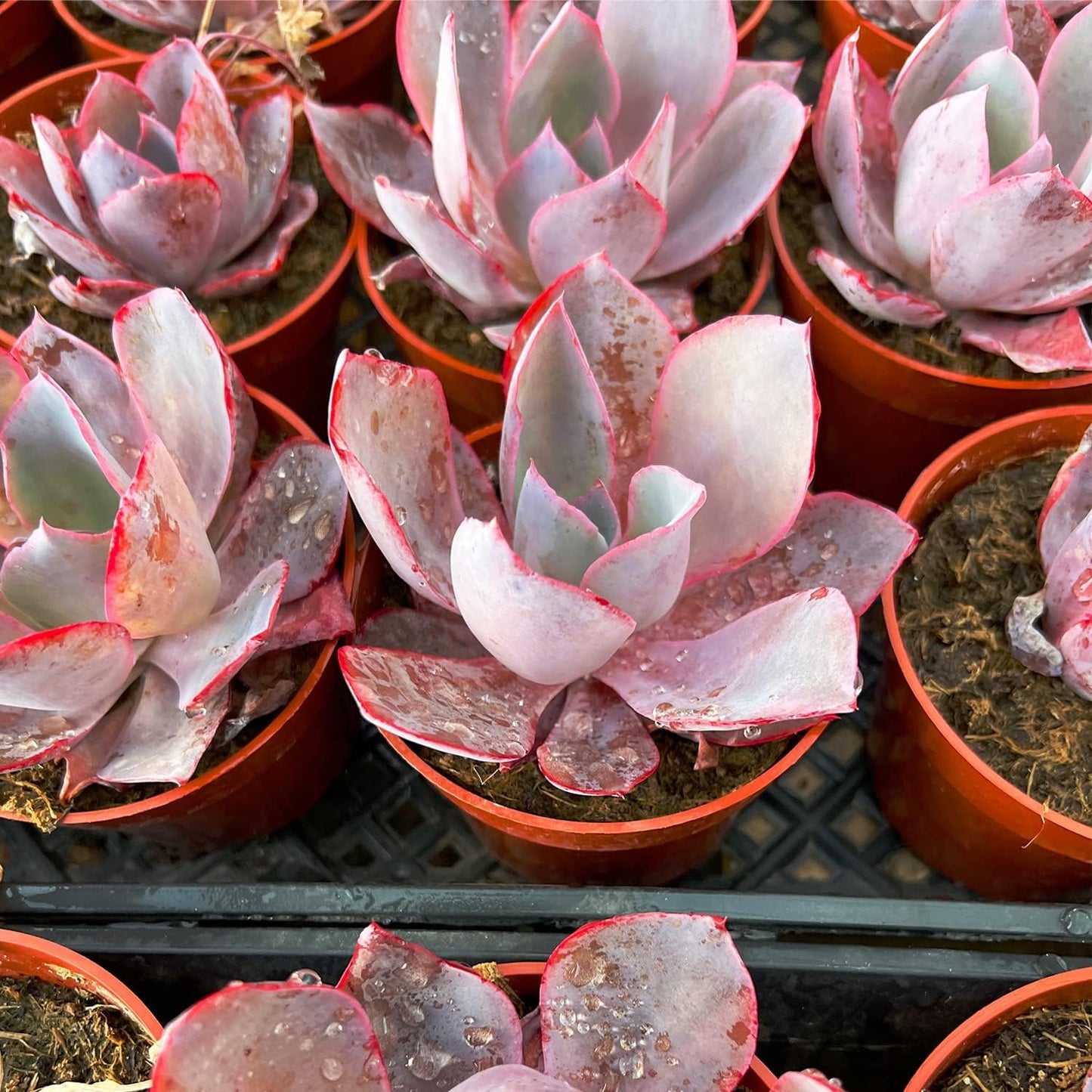 4-inch Succulent Echeveria Afterglow, Live Succulents Plants Fully Rooted in Pots with Soil, Easy-Care House Plants for DIY, Home Office Decoration