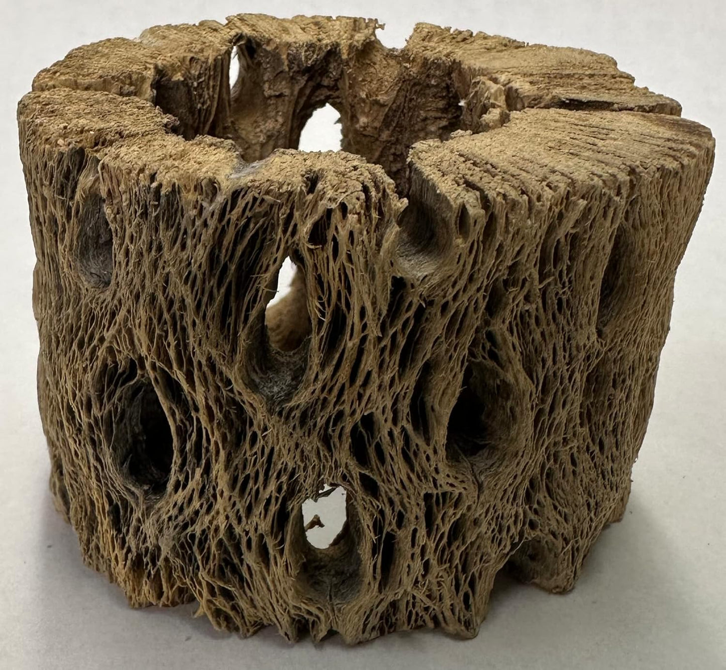 3 Natural Cholla Wood Air Plant Display Holders Individually Unique Round Decorative Stands (3 Pack Cholla Rounds)