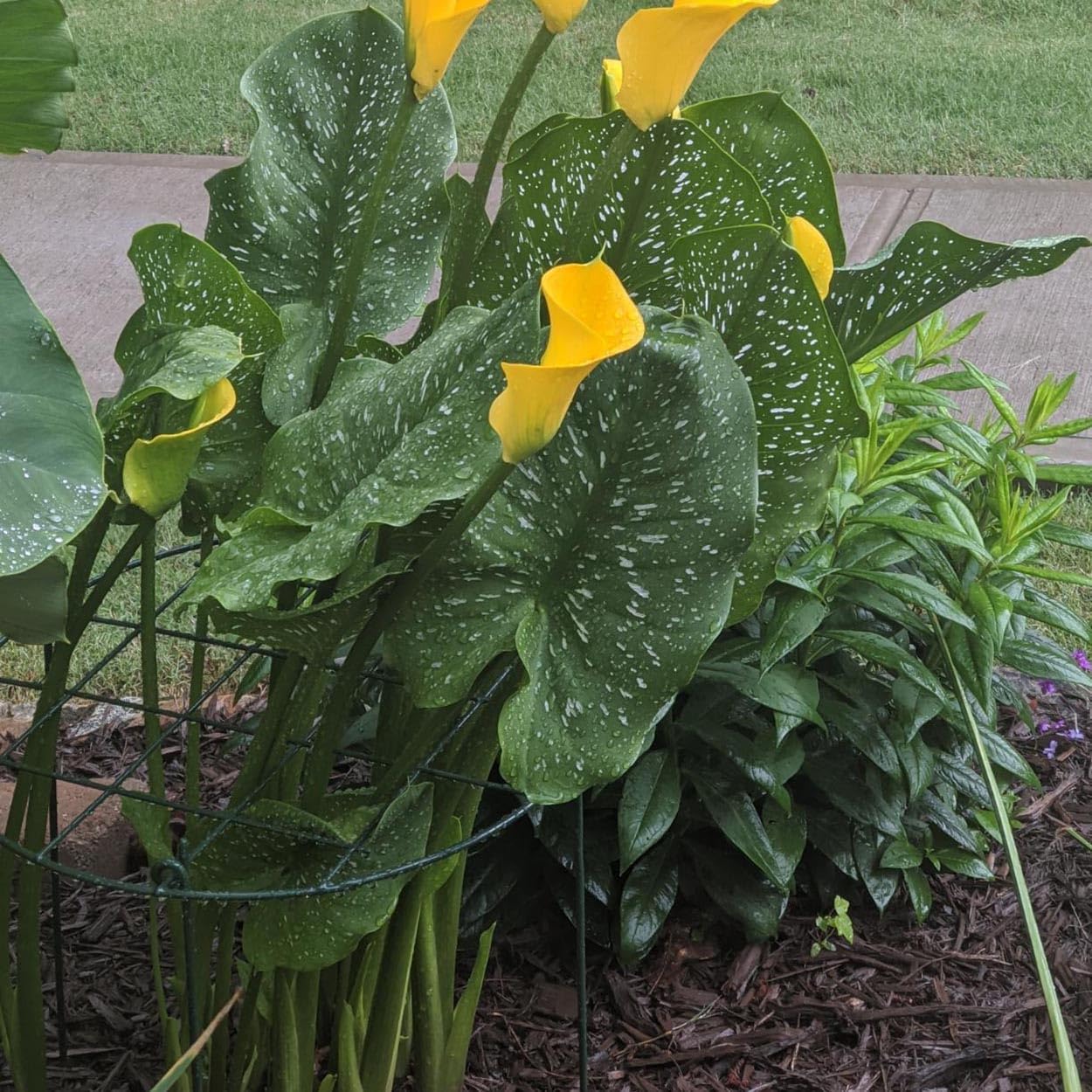 16 x 24 inch Peony Cages,Grow Through Plant Support Stakes, Flower Support Hoops Heavy Plants Brace Rings,Pack of 5