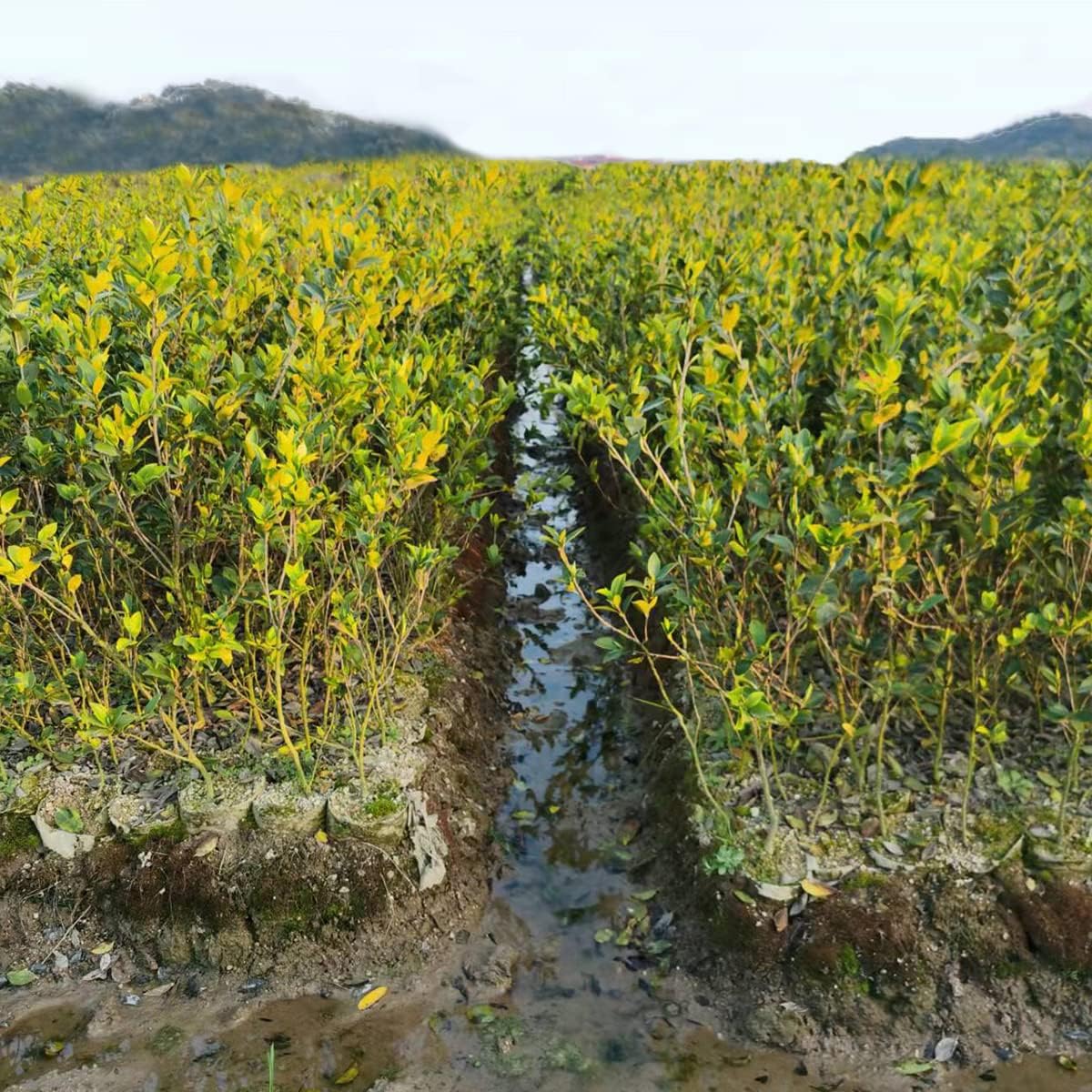 gardtree Plant Nursery Bags 15 * 14 inches 50PCS, Non-Woven Plant Grow Bags Fabric Seedling Starter Bags for Vegetable Flower Fruit Saplings Tree, Home Garden Supply