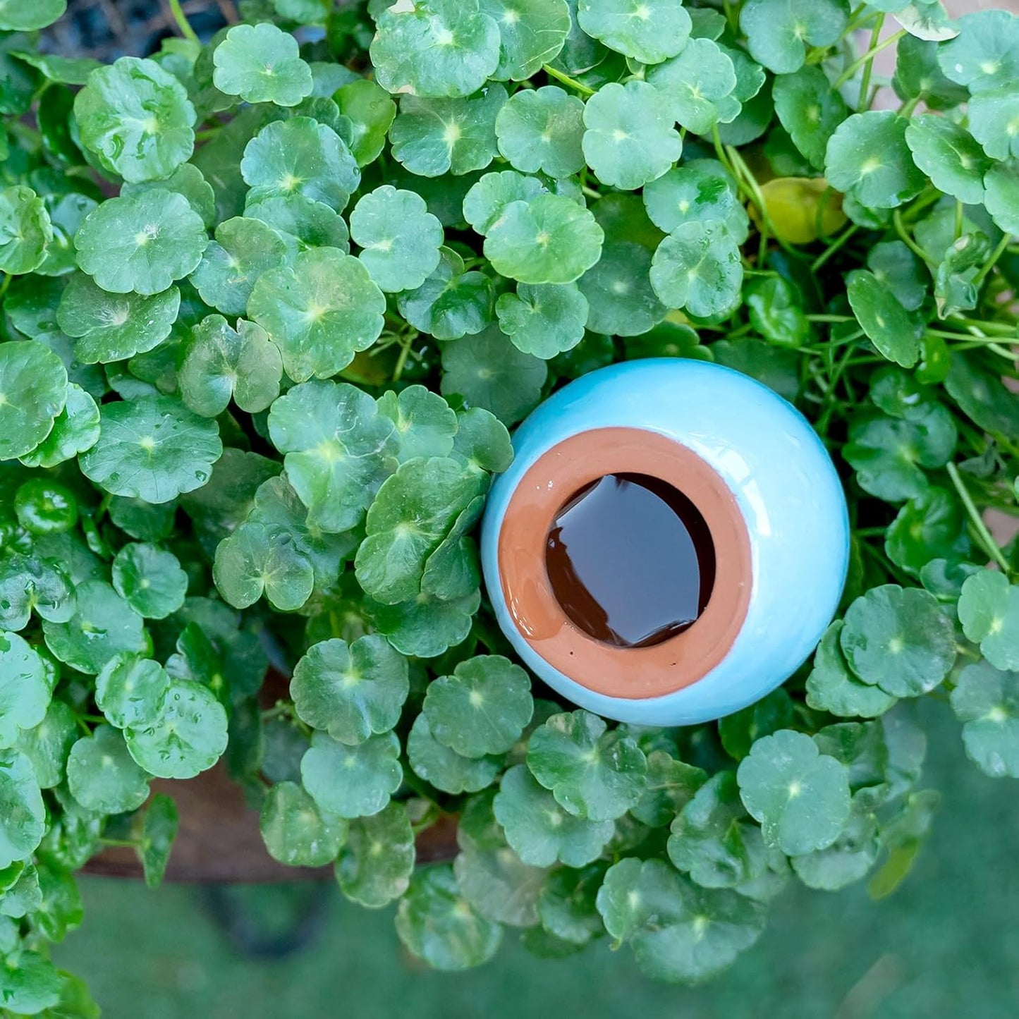 Self-Watering Planter Insert - 2 Pack Automatic Watering System for Indoor and Outdoor Potted Plants - Eco-Friendly Blue & Green Design with 300ml Capacity for Vacation Moisture Control