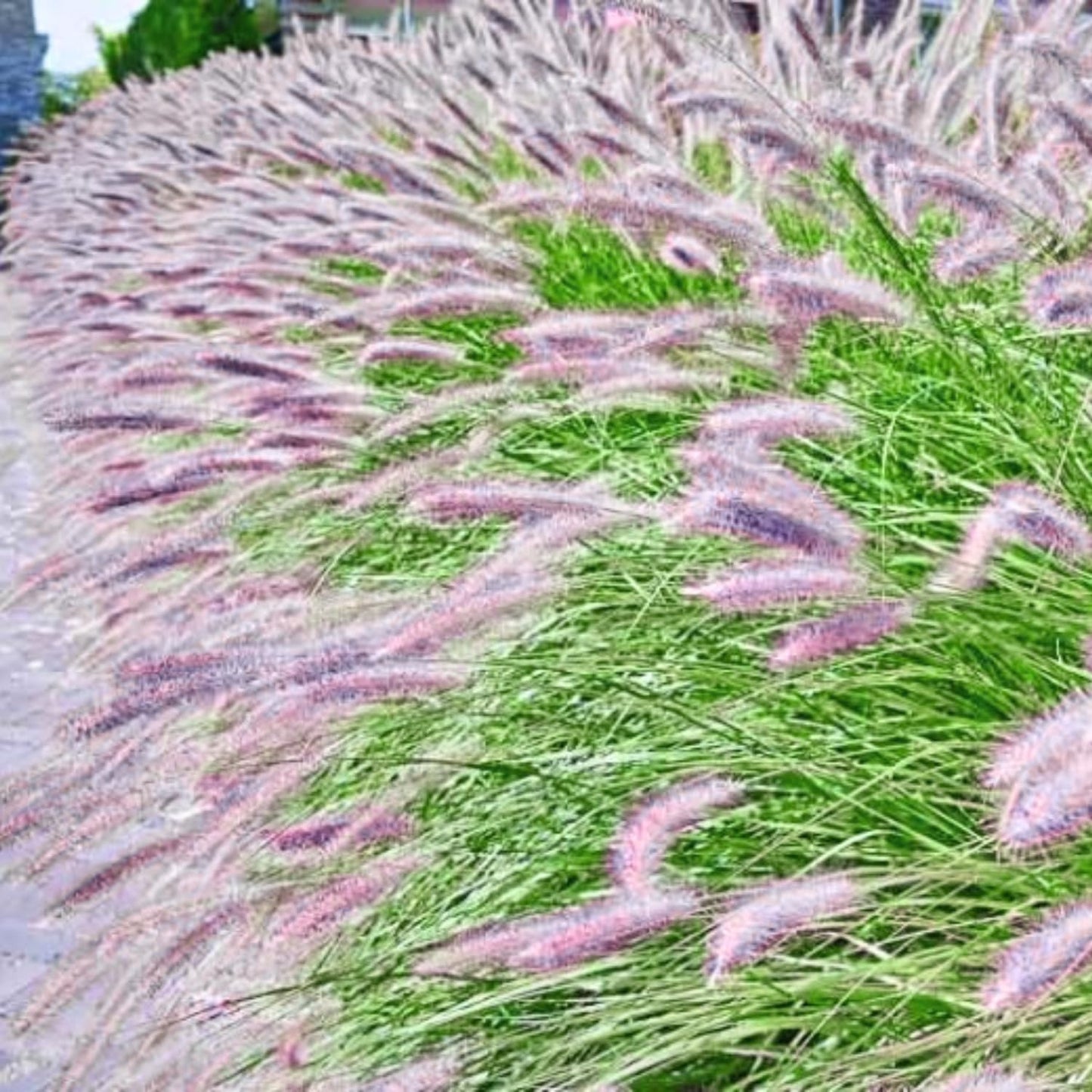 Pack 3 Fountain Grass Plants Live, 5-9 Inch Tall, Ornamental Grasses Live Plants Perennial, Well-Rooted Perennial Grass Clumps (Mix Fountain Grass)