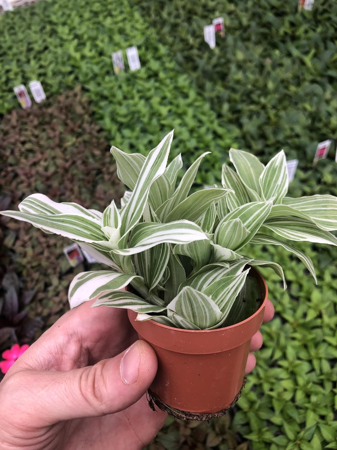 Generic Tradescantia Sanna ~ Variegated Wandering Jew ~ Live houseplant for Home, Office and Garden, Green gray