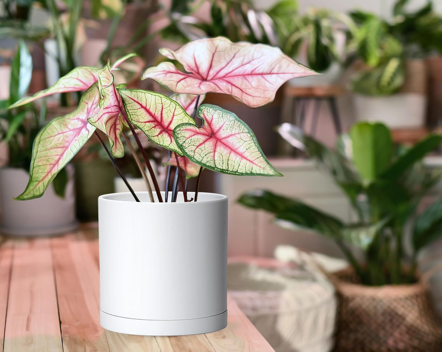 D'vine Dev 2 Pack 6 Inch Modern Plastic Plant Pots, Small Garden Planters for Plant with Drainage Holes and Saucers, White Color, 74-Z-J-1