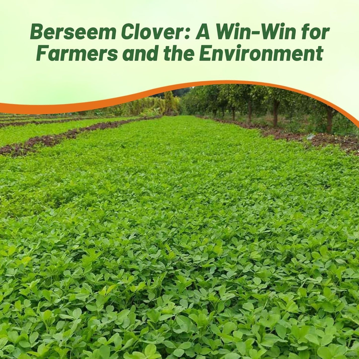 Outsidepride Annual Berseem Clover Seeds for Lawn - 50 lbs. High-Yield, Fast-Growing Clover Cover Crop Seeds for Food Plots, Cattle Forage & Nitrogen-Rich – Ideal for Pastures & Soil Improvement