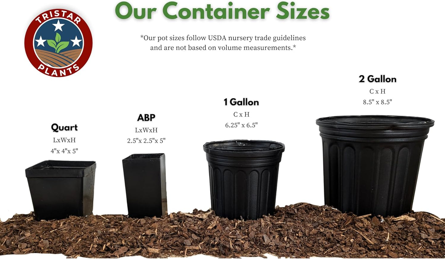 TriStar Plants - Thanksgiving Cactus - 4" inch Pot, Fasle Christmas Cactus, Easter Cactus, Holiday Plant, Winter Flowers, Christmas Plants, Winter Blooms (Cyber Dancer)