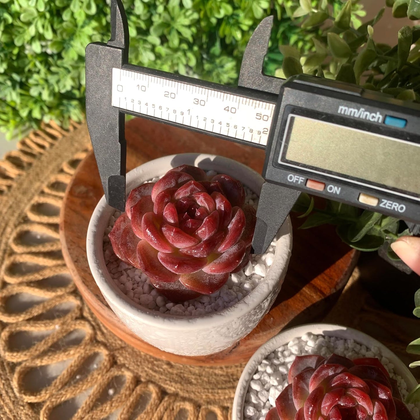 FWPP Live Succulents Plants Echeveria Snow Lotus 2 inches,Rare red Succulents Bare Root Without Pot Soil, Live Plants Indoor Office Decoration Wedding and Gift