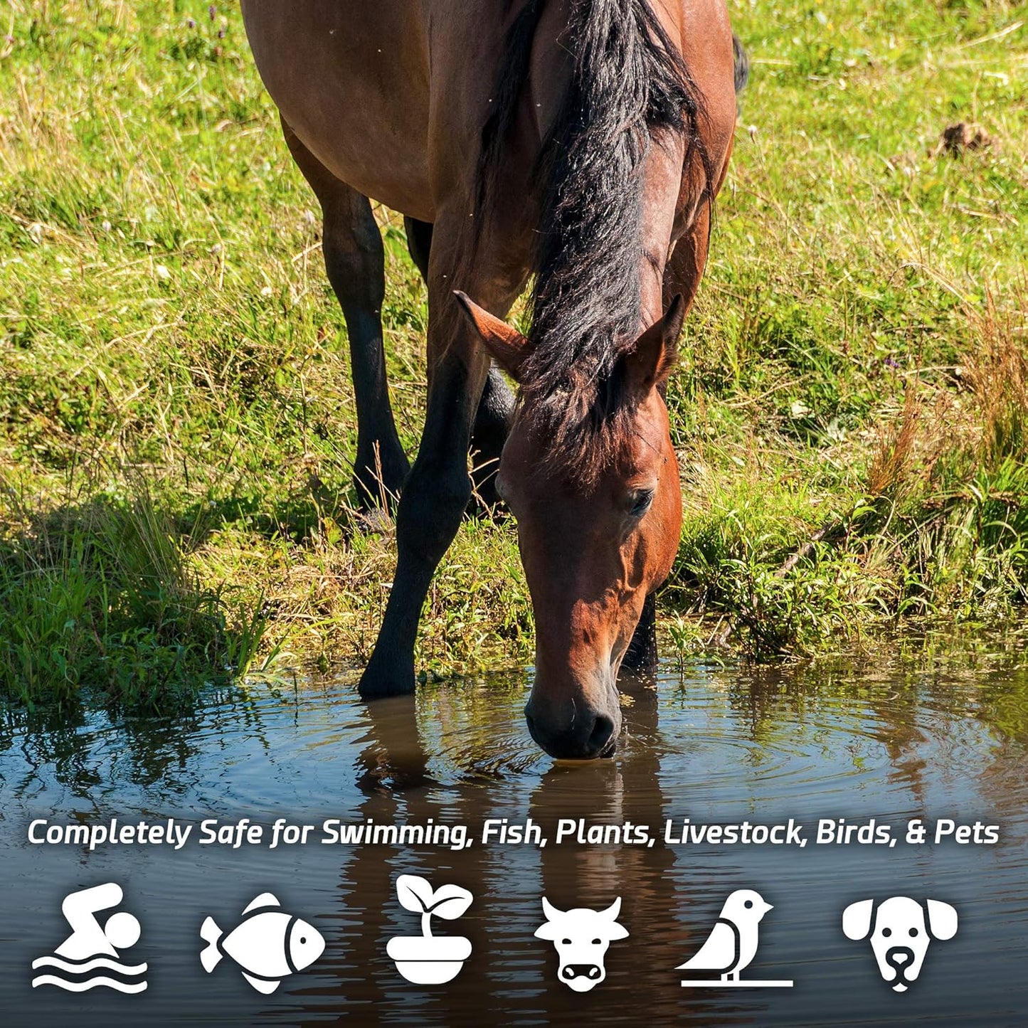 Pond Sludge Remover β 10 Pounds Beneficial Pond Bacteria & Enzyme Treatment - 100% Natural Muck Digester β Safe for All Aquatic Life and Recreation - Made in The USA