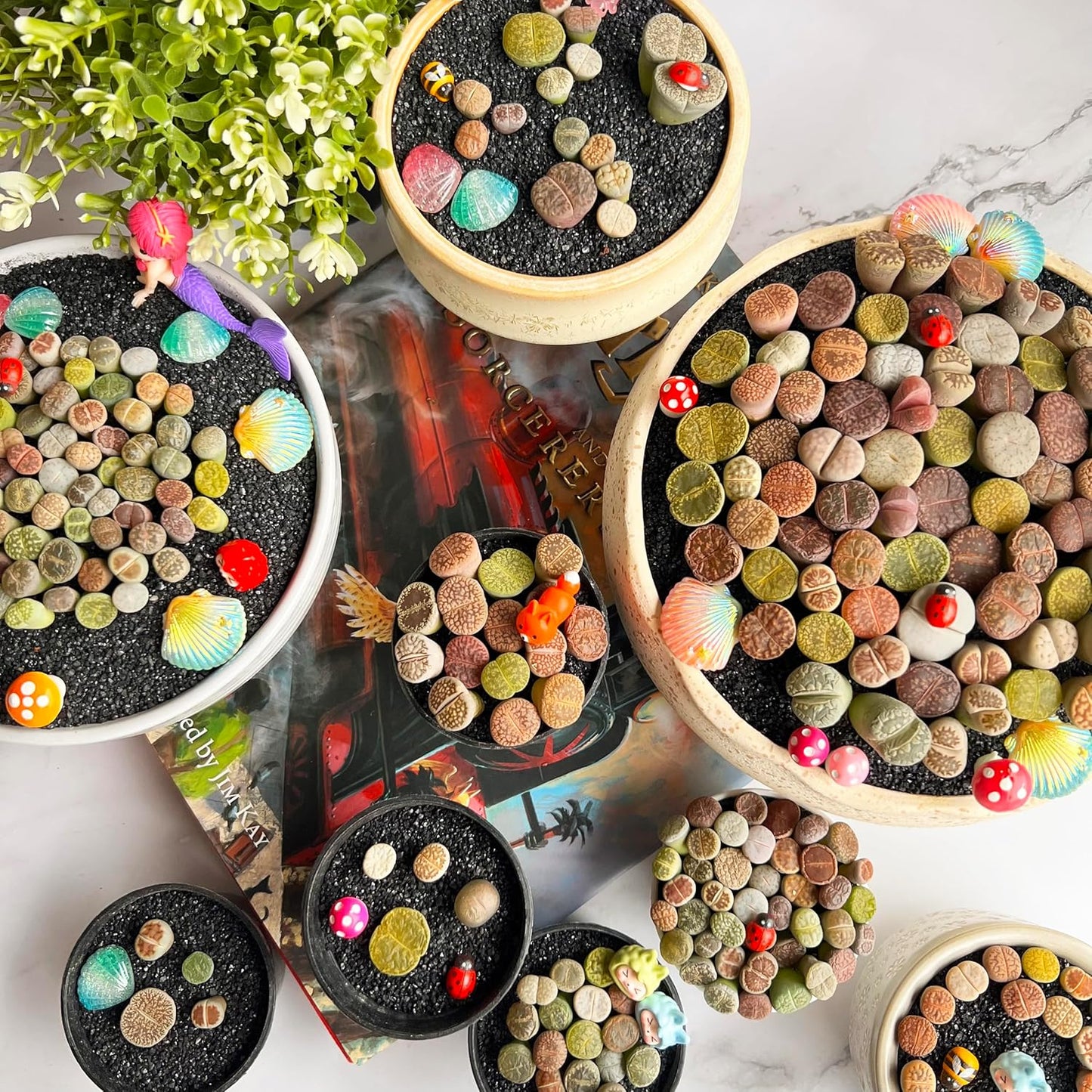 Lithops Large Random Mix Rare Live Succulent Plants, 30/50/100 Pcs 3 Years Bulk Succulent Live Plant, Bare Root Without Pot Soil, Garden Indoor, Plant Lover Gifts