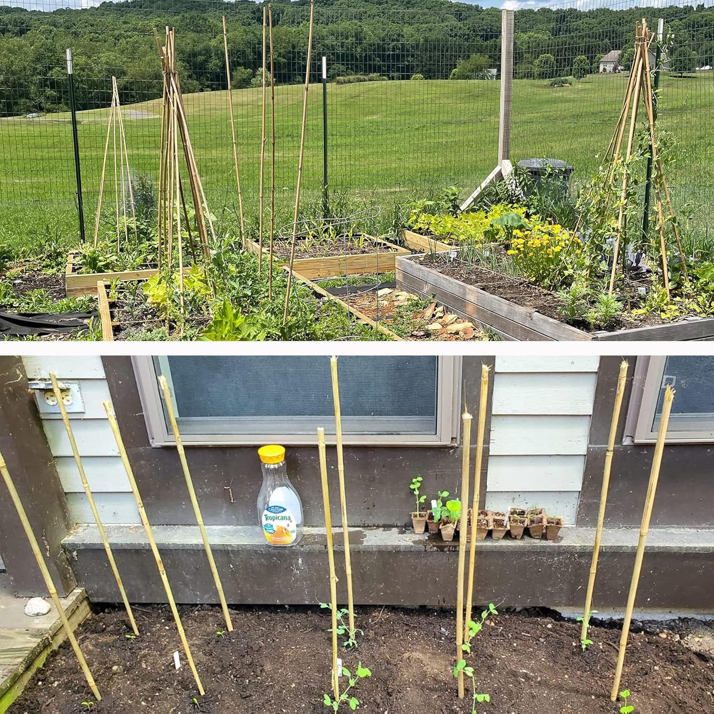 50Pcs Garden Stakes, 0.32”/ 2Feet Bamboo Sticks,Natural Plant Stakes for Indoor and Outdoor Plants,Poles for Tomatoes, Beans, Potted Plants…