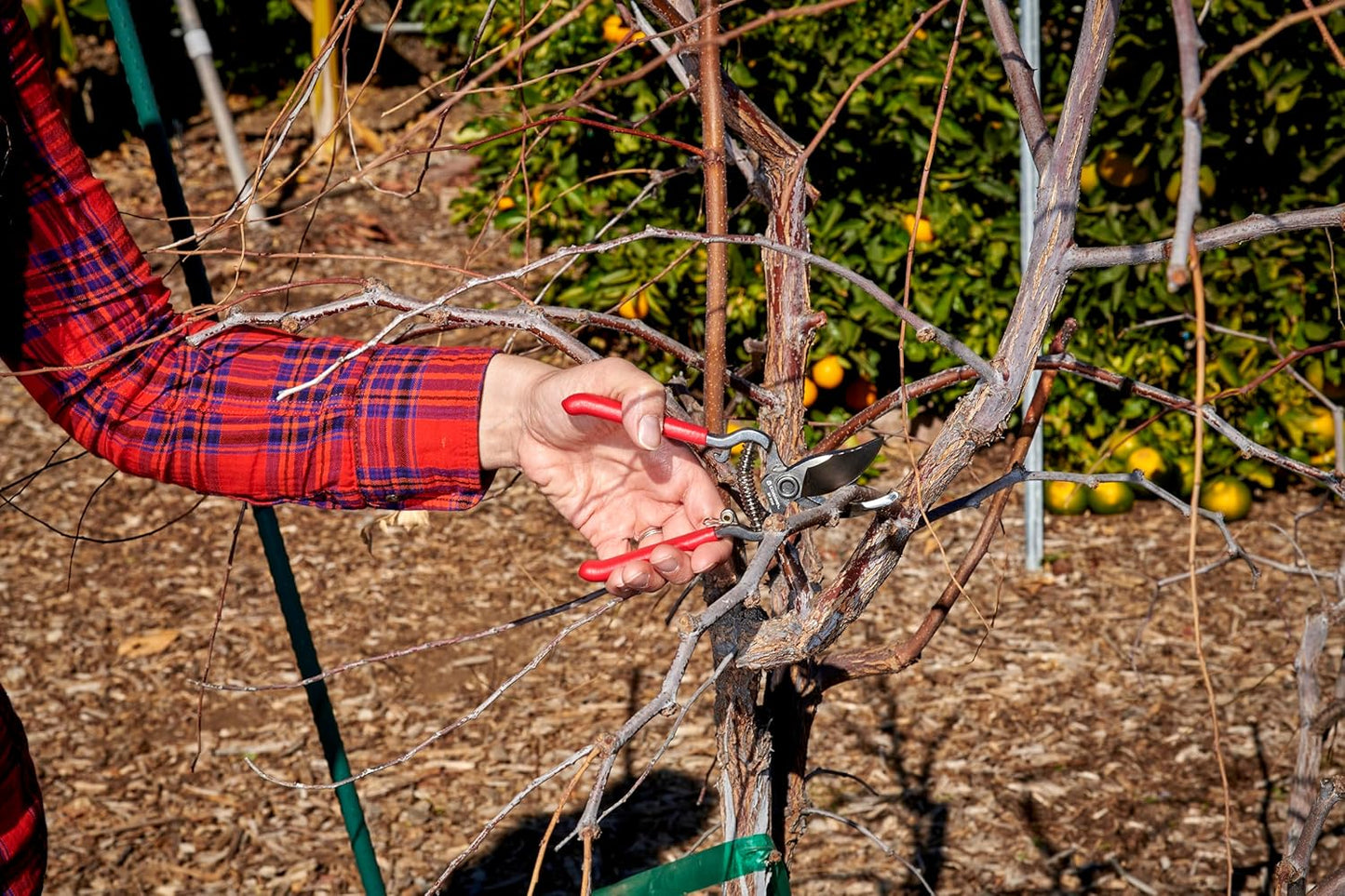 Corona Tools | ClassicCUT Forged Bypass Pruning Shears for Gardening | Cuts Branches and Stems up to 1/2-inch in Diameter | BP 3130