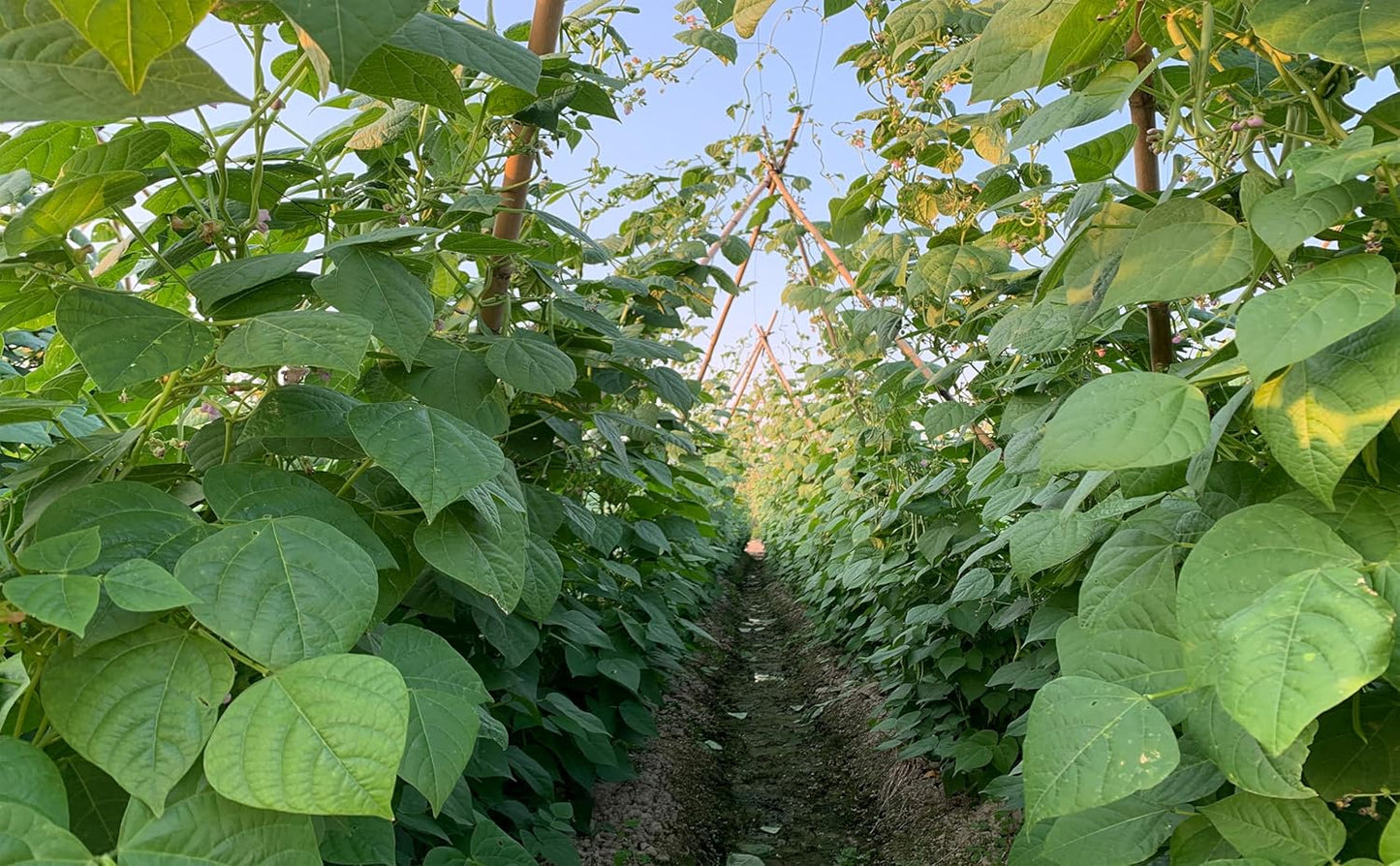 Plant Bamboo Post,4Feet,Bamboo Garden Stakes,65PcsBamboo Stakes,for Tomato,Beans,Vegetable and Flowers, Potted Plants,Indoor and Outdoor Climbing Plants