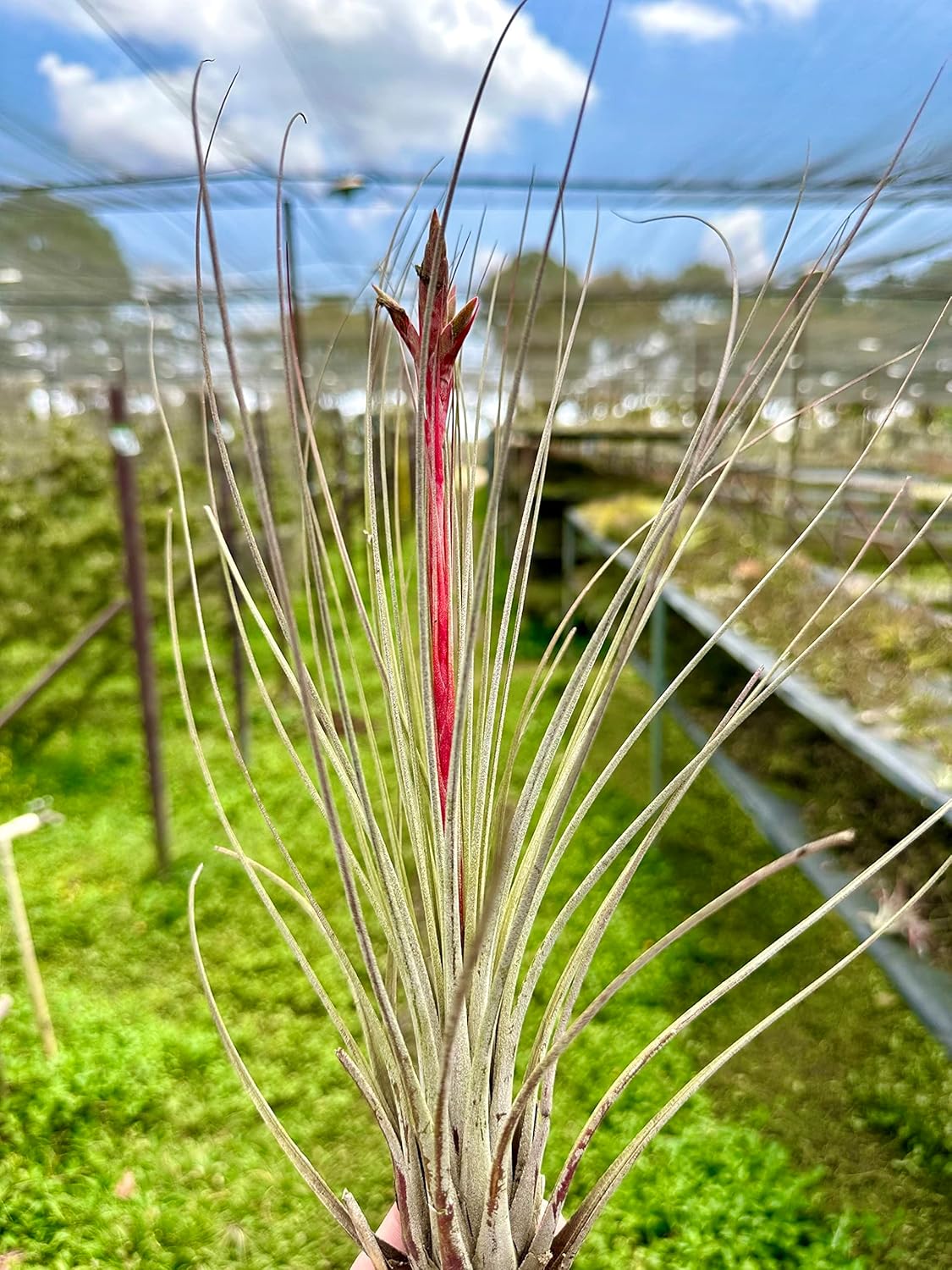 Air Plants - Tillandsia Juncea, Jumbo 8-12" - 1ct - Live Arrival Guaranteed - House Plants for Home Decor & Gift