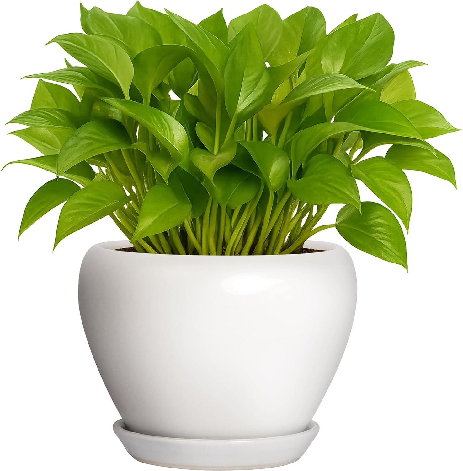 Gardening & Lawn Care