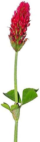 Crimson Clover Seeds (Coated) - 5 Lb - Garden Cover Crop, Non-GMO, Open Pollinated, Perennial, Heirloom - Coated for Easy Planting