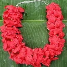 Red Hibiscus. rosa-sinensis. Live Plant - Tropical Blooming Hibiscus, Pretty Flowers, Used in Tea and Juice (4 red Hibiscus sacs)