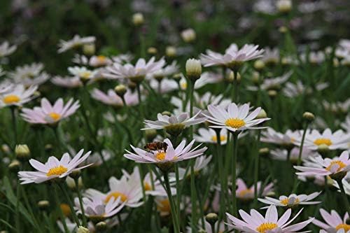 Greenwood Nursery: Live Perennial Plants - Shasta Daisy Becky + Leucanthemum Superbum - [Qty: 3X 3.5 Pots] - (Click for Other Available Plants/Quantities)