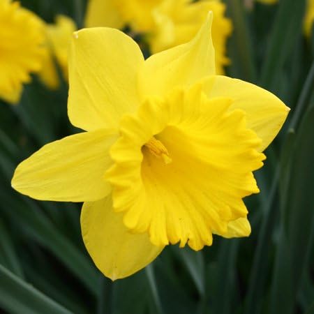 Yellow Dutch Master Classic Daffodils - 50 Perennial & Naturalizing Flower Bulbs