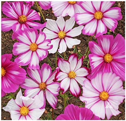 1000 Cosmos Candystripe Seeds - Long Blooming Period in All Zones - 4-5' Tall…