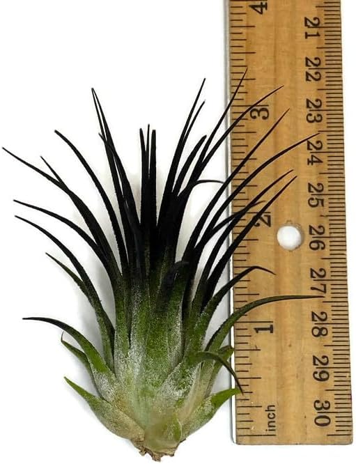 Ionantha Guatemala Tillandsia Air Plant, Guatemala Tillandsia Live Airplant, Healthy Arrival Guaranteed, Great Indoor Plant, Home Decor & Gift (Black)