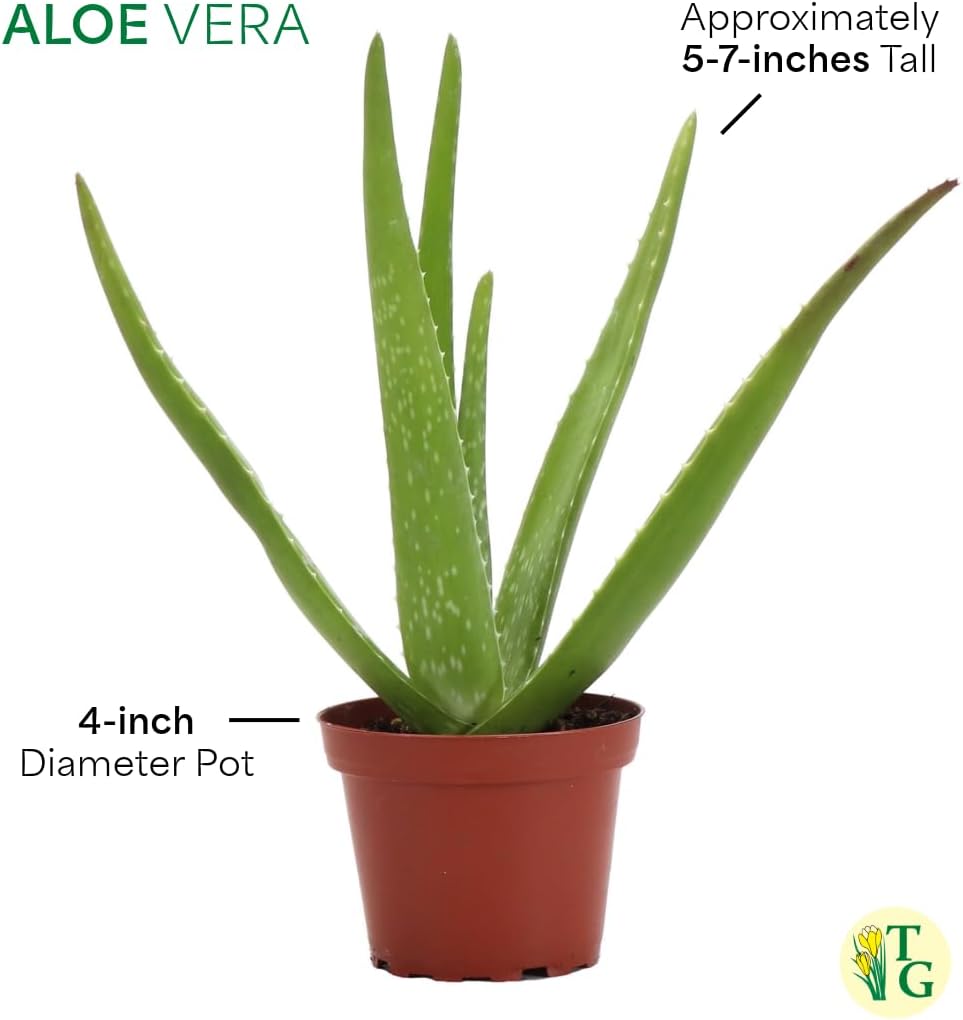 Thorsen's Greenhouse Aloe Vera, Live Indoor Plant, Aloe barbadensis, Easy to Grow, Succulent, Natural Air Purifier, 4" Diameter Pot (Sage)