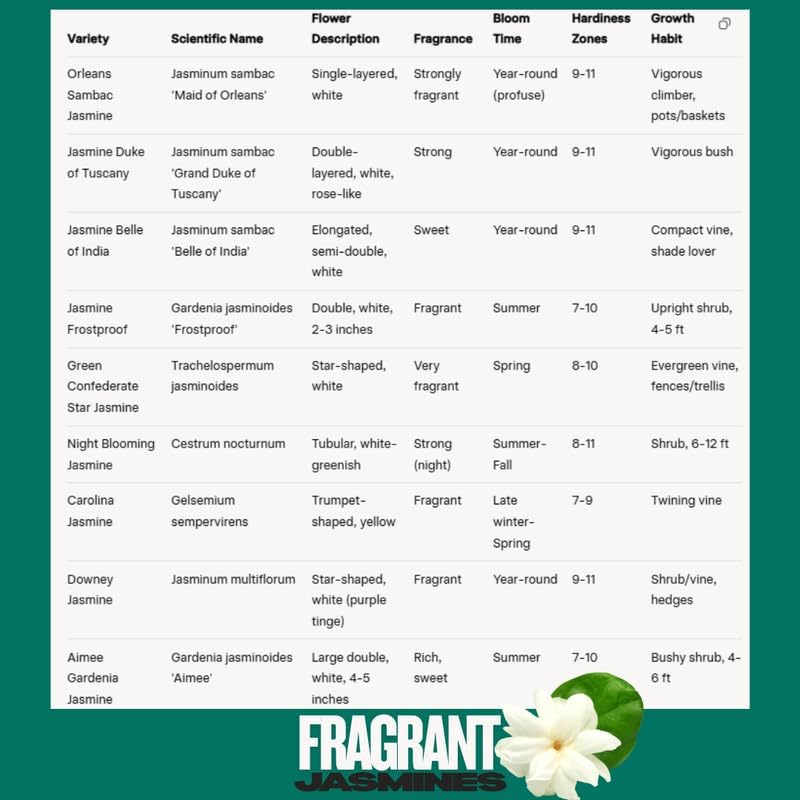 2 Gardenia Jasmine Plants Live, Climbing Jasmine Indoor Outdoor Live, Fragrant, 5-9" in Tall, No Pot, Hardy and Fast-Growing