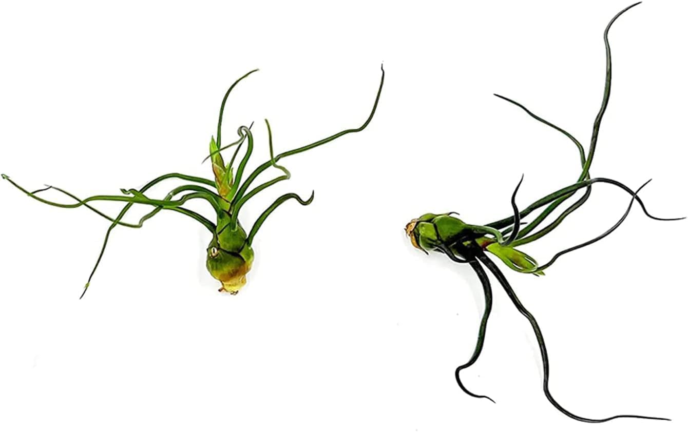 Air Plants - Flowering Tillandsia Bulbosa Guatemala, Large 3-5" - 2ct - Live Arrival Guaranteed - House Plants for Home Decor & Gift