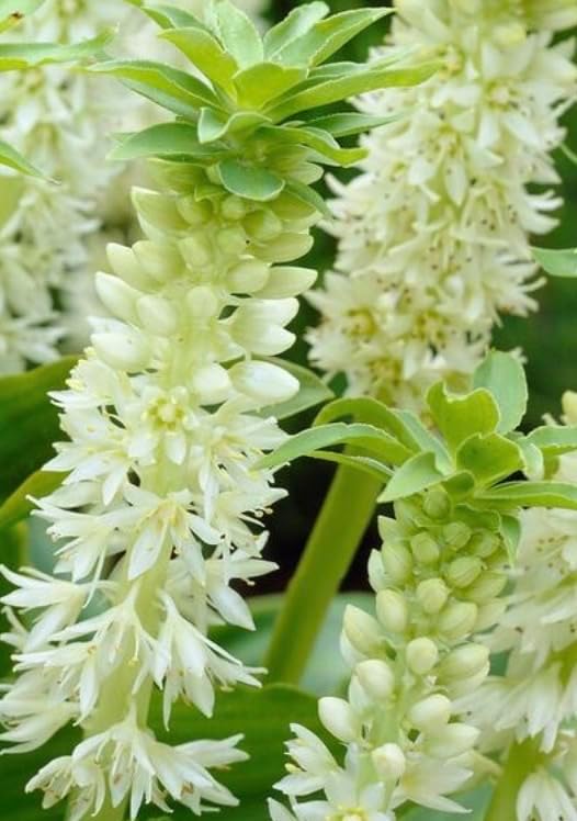 Eucomis 'Autumnalis' – Pineapple Lily Bulbs for Unique Late-Season Blooms - Plant Unique Lilies (3 Bulbs)