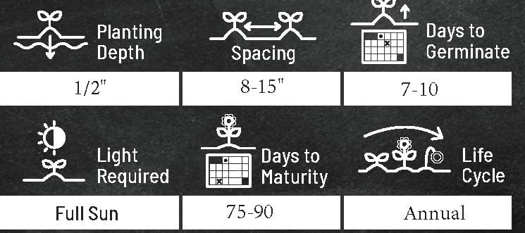 Zinnia Seeds for Planting – Non-GMO Heirloom Zinnia Flower Seeds – Full Instruction Packets to Plant in Your Home Outdoor Garden – Gardening Gift – 50 California Giant Zinnia Seeds (3 Packets)