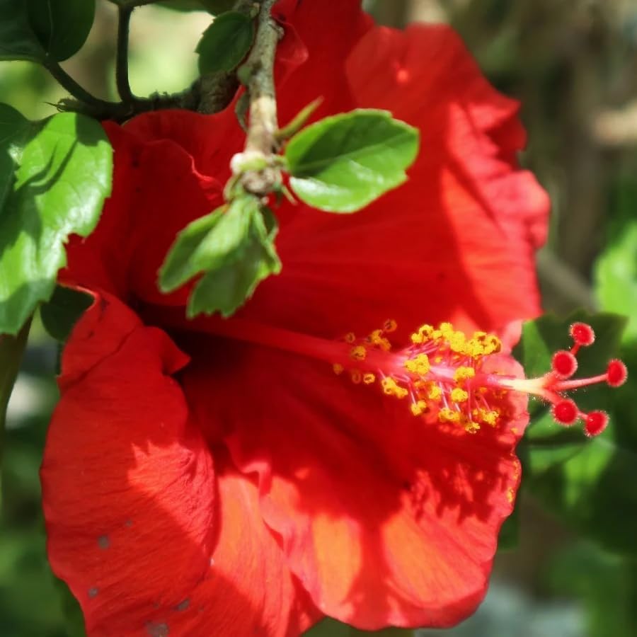 Red Hibiscus. rosa-sinensis. Live Plant - Tropical Blooming Hibiscus, Pretty Flowers, Used in Tea and Juice (4 red Hibiscus sacs)