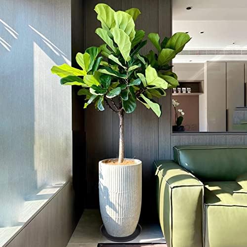 6 Pack 10 inch Plant Saucer, Heavy Duty Plastic Plant Saucers 10 inch Round, Durable Plant Tray for Pots, Flower Saucers for Indoors, Plant Pot Saucers, Trays for Planter 8"/9"/10" (Black)